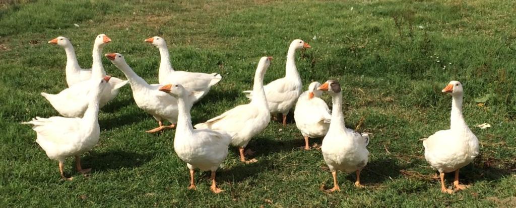 فيلا Agrisalotto كورتونا المظهر الخارجي الصورة